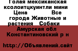 Голая мексиканская ксолоитцкуинтли мини › Цена ­ 20 000 - Все города Животные и растения » Собаки   . Амурская обл.,Константиновский р-н